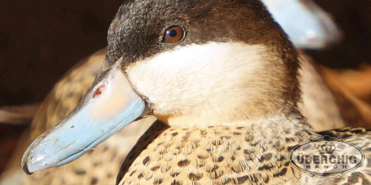 Silver Teal Duck drake closeup
